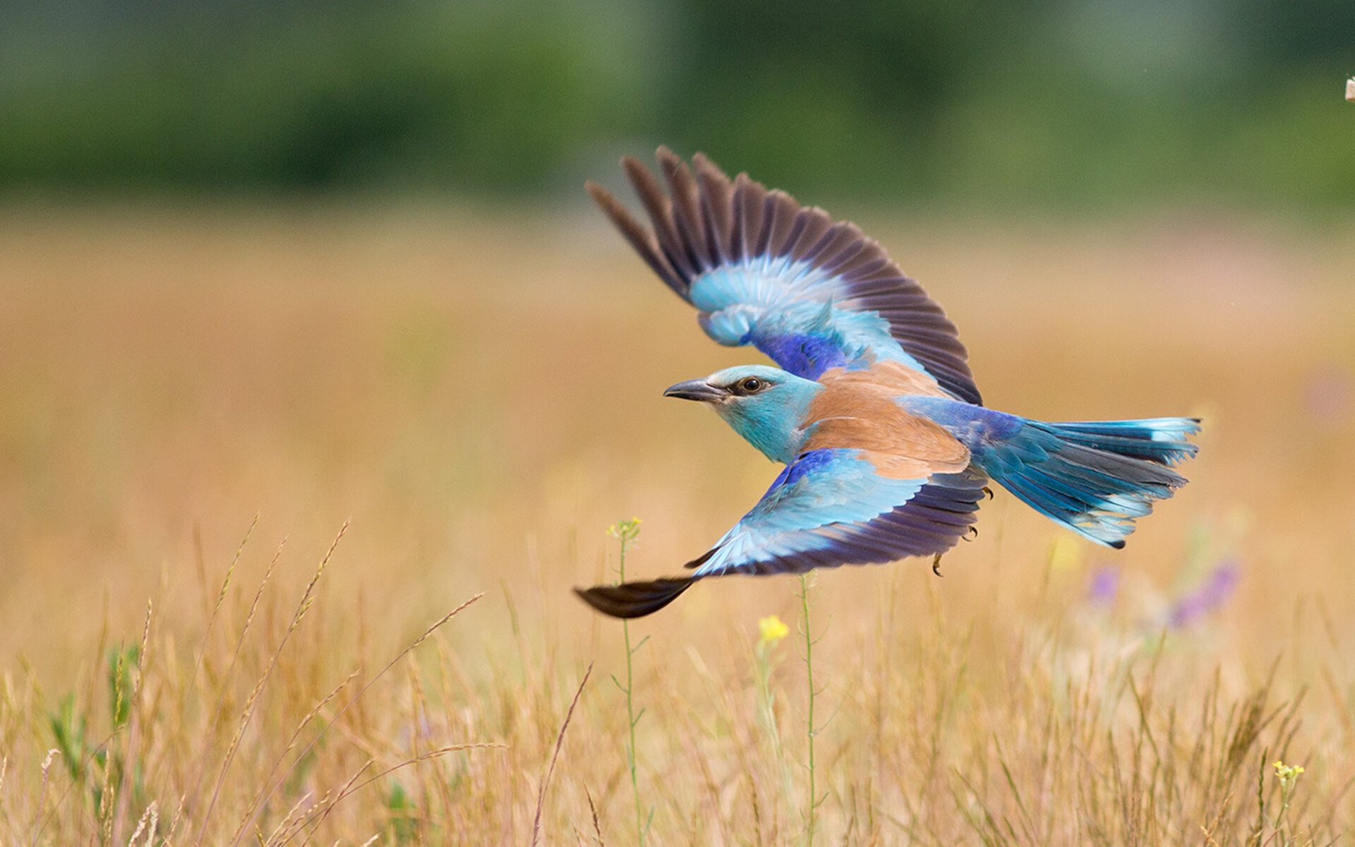 德甲争冠战之夜，蒂亚戈的压制级艺术