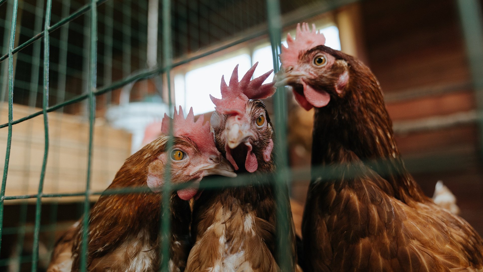 小贾伦奥运前哨战接管关键局，广厦体系踏平老鹰显统治力